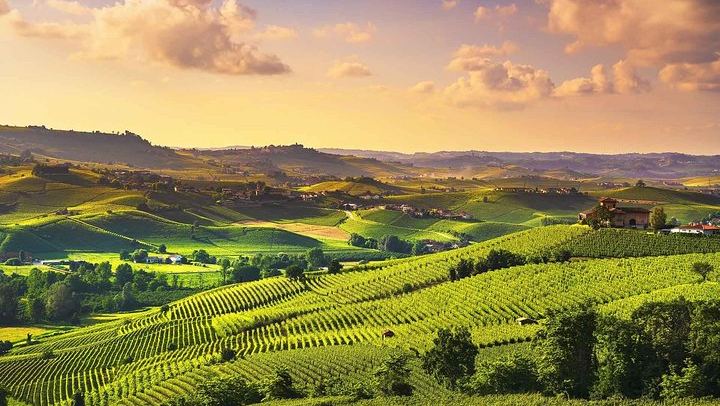 Langhe Wine Day Trip from Turin by Van: Alta Langa Cellar, Village Lunch, Barolo Tasting (3/12)