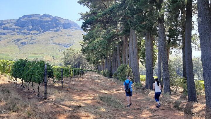 Stellenbosch Guided Vineyard Walk from Zorgvliet to Tokara, Two Tastings and Lunch (1/7)