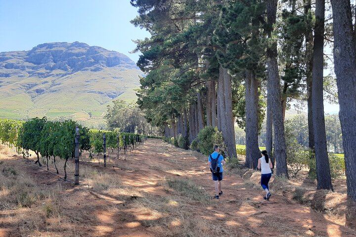 Stellenbosch Guided Vineyard Walk from Zorgvliet to Tokara, Two Tastings and Lunch (1/7)