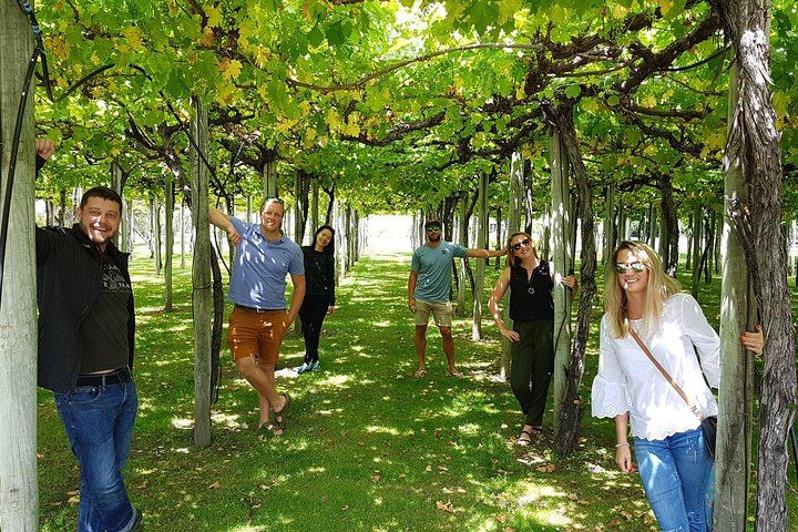 Afternoon Marlborough Wine Tour: Small Group of 11, Four Wineries, Hotel Pickup (6/7)