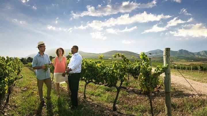 Half-Day Stellenbosch Wine Tasting and Cape Dutch Town Orientation from Cape Town (1/5)