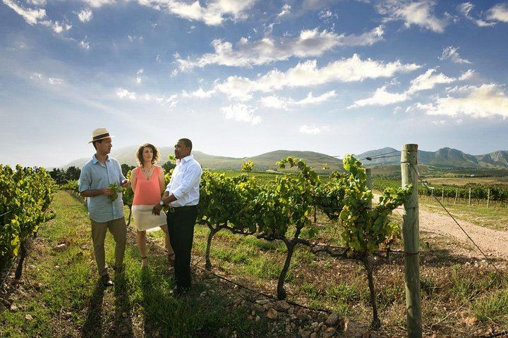 Half-Day Stellenbosch Wine Tasting and Cape Dutch Town Orientation from Cape Town (1/5)