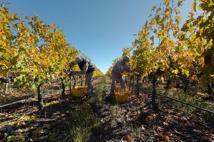 Uco Valley Luxury Wine Day: Salentein, Michelini i Mufatto and Andeluna Lunch (10/12)