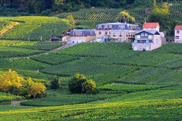 Épernay South Half-Day Tour: Voirin-Jumel in Cramant, Jean Milan in Oger, Hautvillers