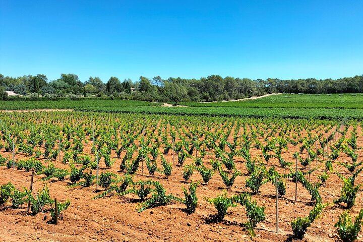 One Day in Provence: Vineyard Tasting, Puyloubier Pétanque Aperitif and Time in Aix (11/12)
