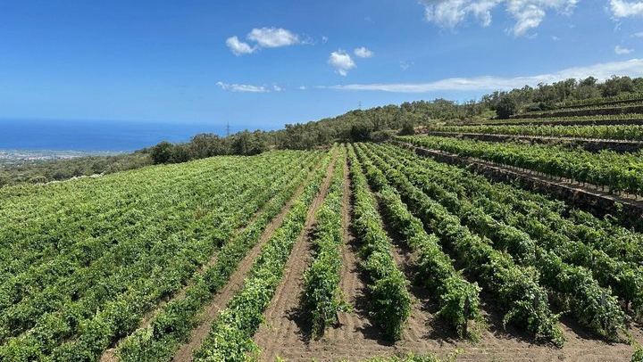 Etna Wine Tour: Monti Sartorius, Grotta dei Ladri and Gambino Winery Tasting (2/12)