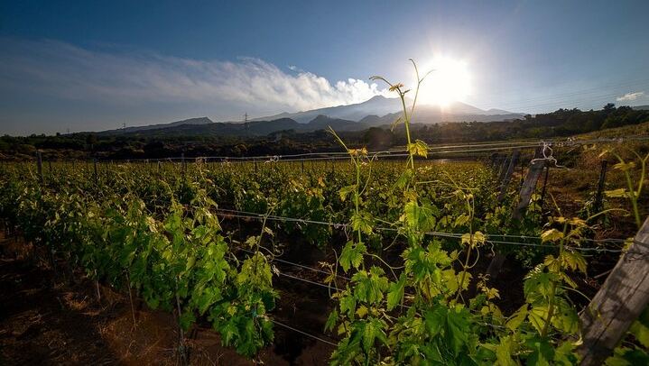 Etna Wine Tour: Monti Sartorius, Grotta dei Ladri and Gambino Winery Tasting (1/12)