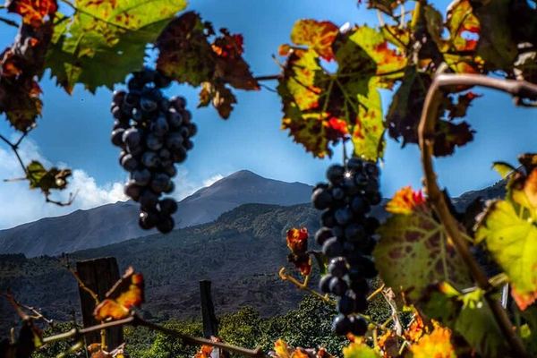 Etna Wine Tour: Monti Sartorius, Grotta dei Ladri and Gambino Winery Tasting