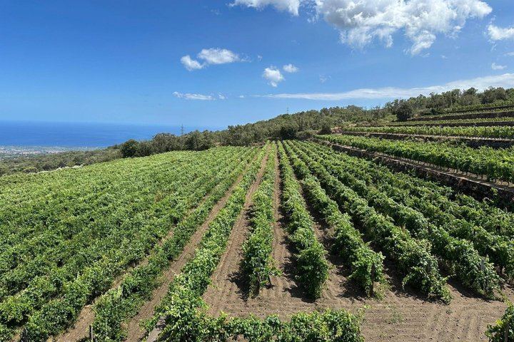 Etna Wine Tour: Monti Sartorius, Grotta dei Ladri and Gambino Winery Tasting (2/12)