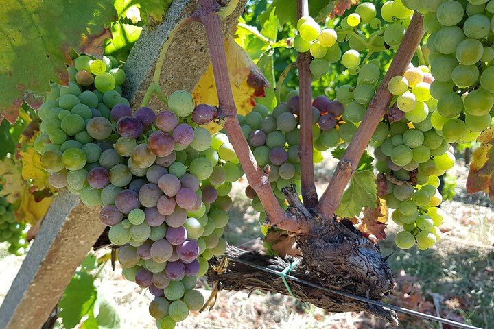 Scilio Family Winery, Linguaglossa: Etna DOC and Organic Wine Tasting, 1815 Cellar Tour (7/8)