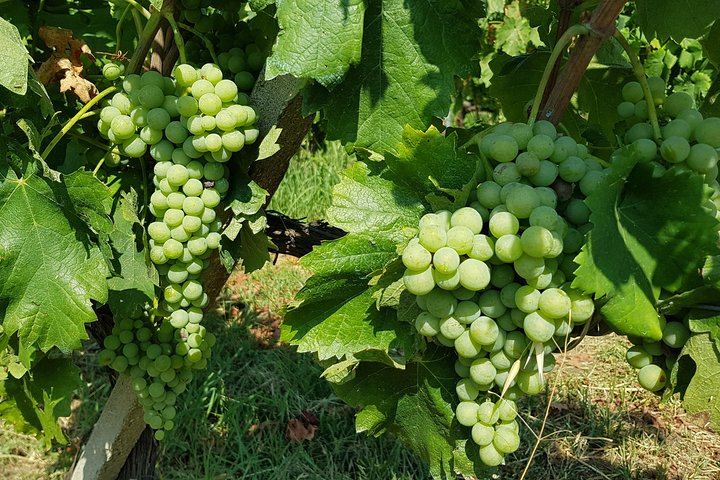 Scilio Family Winery, Linguaglossa: Etna DOC and Organic Wine Tasting, 1815 Cellar Tour (8/8)