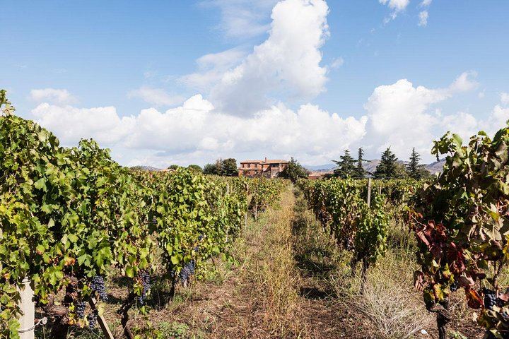 Scilio Family Winery, Linguaglossa: Etna DOC and Organic Wine Tasting, 1815 Cellar Tour (6/8)