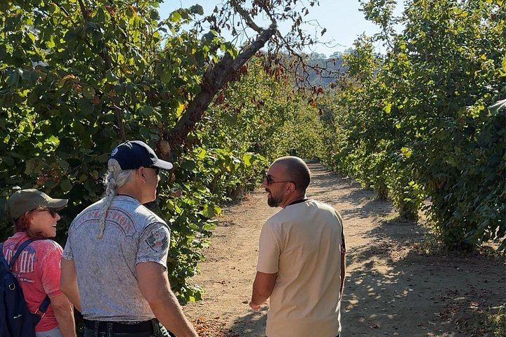 Etna Food and Wine Day with Local Family Producers, Taormina Area and Linguaglossa (11/11)