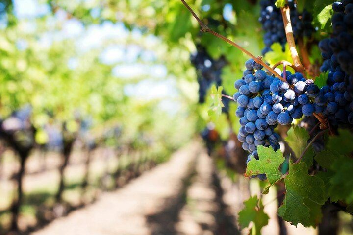 Private Etna Day Tour: Silvestri Craters, Honey Tasting and Winery Lunch with 4 Wines (7/12)