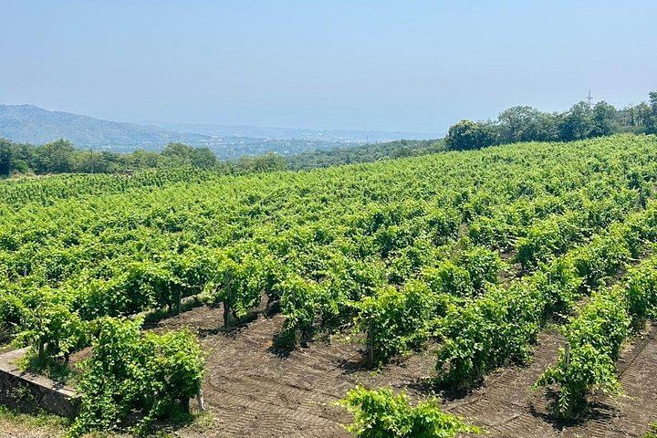Private Etna Day Tour: Silvestri Craters, Honey Tasting and Winery Lunch with 4 Wines (8/12)