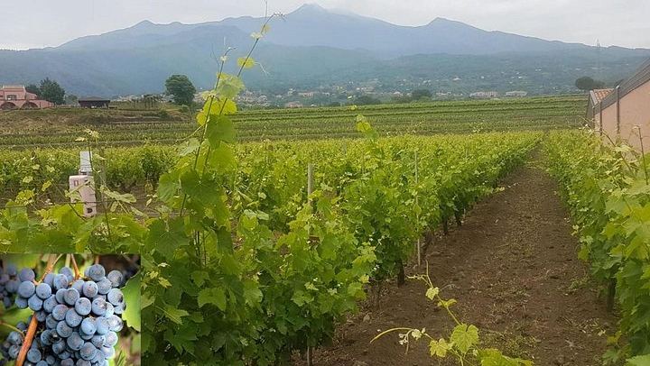 Etna Soft Trek with Lava Cave, Extinct Craters and Winery Lunch with Wine Tasting (4/5)