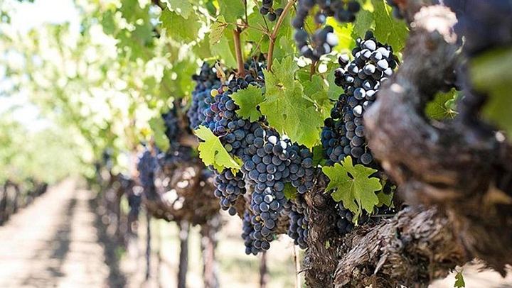 Etna Soft Trek with Lava Cave, Extinct Craters and Winery Lunch with Wine Tasting (3/5)