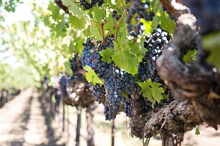 Etna Soft Trek with Lava Cave, Extinct Craters and Winery Lunch with Wine Tasting (3/5)