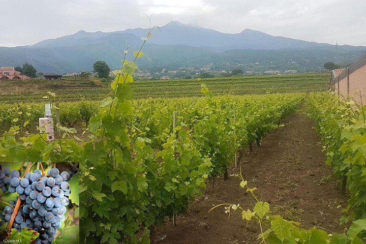 Etna Soft Trek with Lava Cave, Extinct Craters and Winery Lunch with Wine Tasting (4/5)