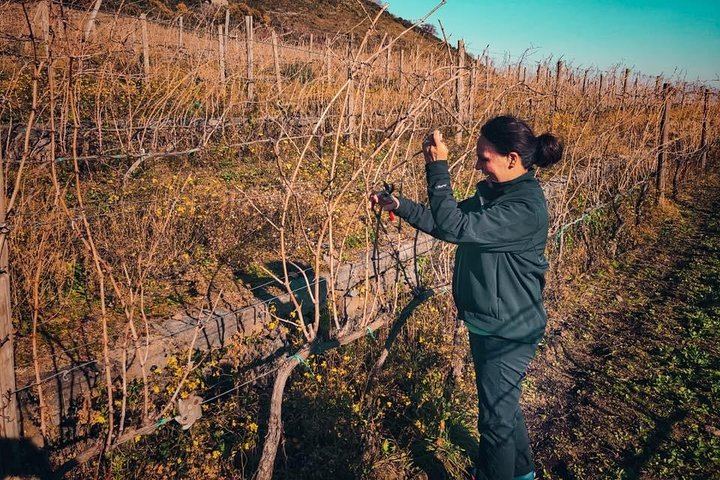 Private Etna Day by Travelosophy: Crater Walk, Wine Experience and Customizable Pick-up (6/12)