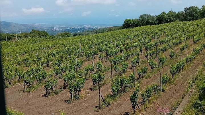 Etna North Slope Winery Tasting with Nerello Mascalese and Carricante, Taormina Pick-up (2/7)