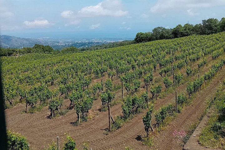 Etna North Slope Winery Tasting with Nerello Mascalese and Carricante, Taormina Pick-up (2/7)