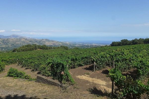 Etna North Slope Winery Tasting with Nerello Mascalese and Carricante, Taormina Pick-up