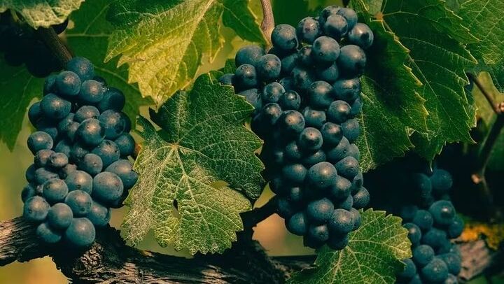 Private Mercedes Champagne Day: One Famous House, One Boutique Grower and Restaurant Lunch (4/12)
