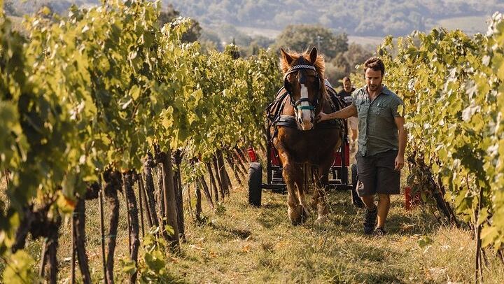Private Brunello di Montalcino Day Trip from Florence: Fanti and Villa i Cipressi (3/12)