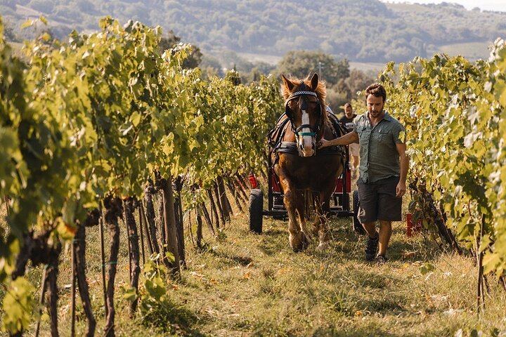 Private Brunello di Montalcino Day Trip from Florence: Fanti and Villa i Cipressi (3/12)