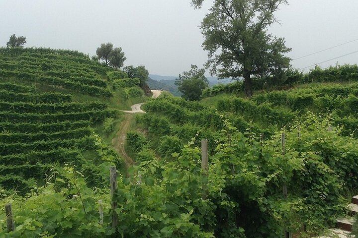 Prosecco Small-Group Day from Venice with Sommelier Riccardo: Max 7 Guests, 2 Wineries (9/12)
