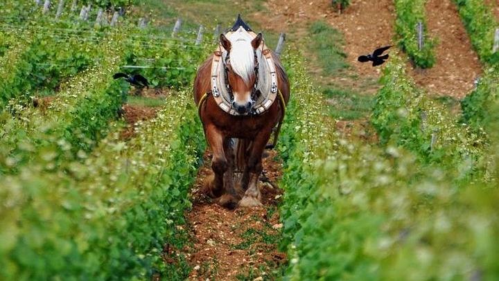 Full-Day Private Burgundy Tour: 3 Tastings, Estate Lunch, 6 Premiers & Grands Crus (1/12)