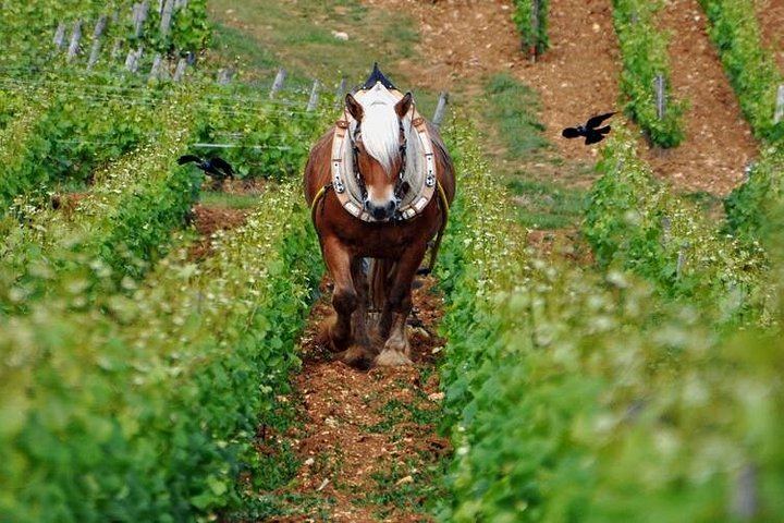 Full-Day Private Burgundy Tour: 3 Tastings, Estate Lunch, 6 Premiers & Grands Crus (1/12)