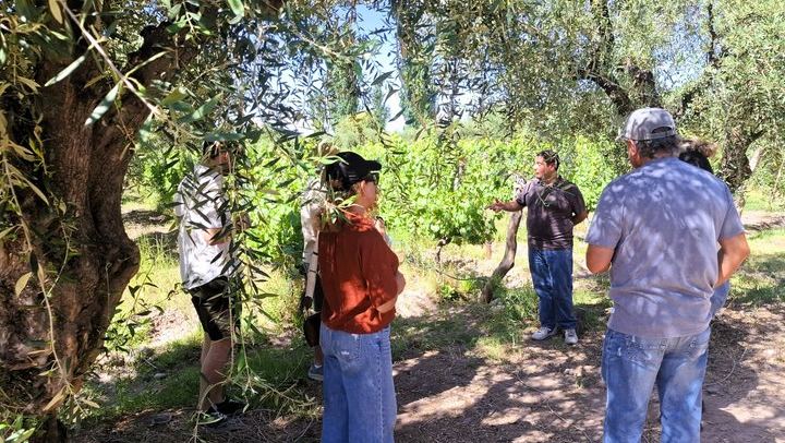Maipú Afternoon Excursion: Three Wineries and an Olive Mill with Tastings (3/12)