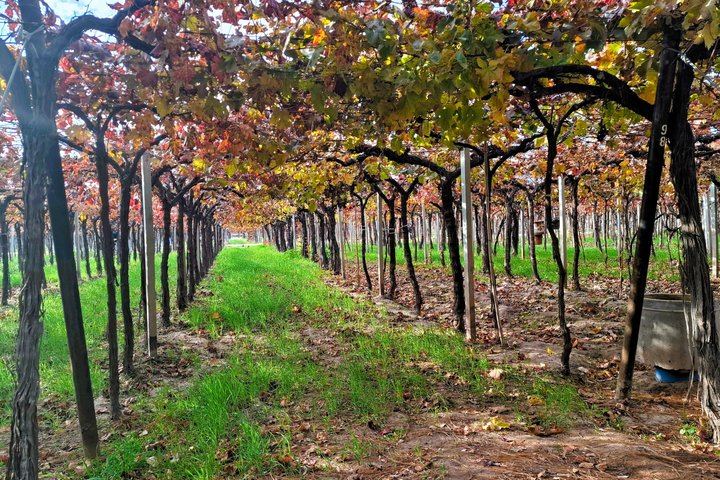 Maipú Afternoon Excursion: Three Wineries and an Olive Mill with Tastings (8/12)