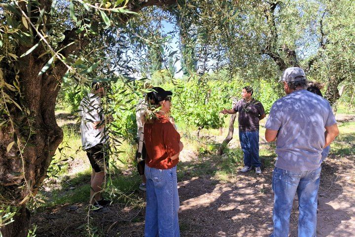 Maipú Afternoon Excursion: Three Wineries and an Olive Mill with Tastings (3/12)