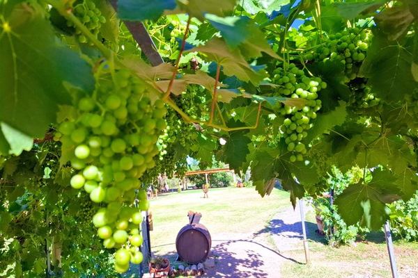 Maipú Afternoon Excursion: Three Wineries and an Olive Mill with Tastings