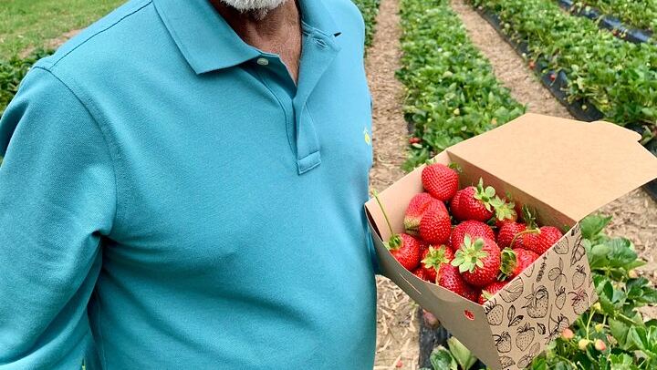 Hahndorf, Beerenberg and Barossa Day Tour with Gourmet Lunch from Adelaide (2/12)