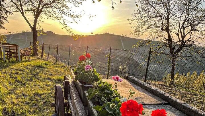 Simone Cerruti Winery near Castiglione Tinella: Vineyard Walk and Six-Wine Tasting (1/12)
