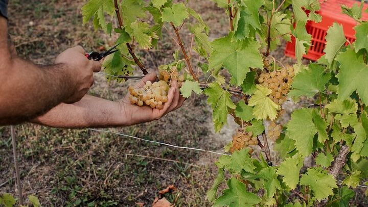 Simone Cerruti Winery near Castiglione Tinella: Vineyard Walk and Six-Wine Tasting (2/12)