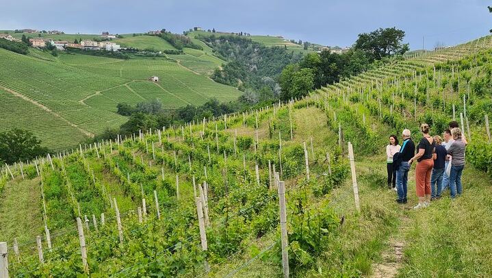 Simone Cerruti Winery near Castiglione Tinella: Vineyard Walk and Six-Wine Tasting (4/12)