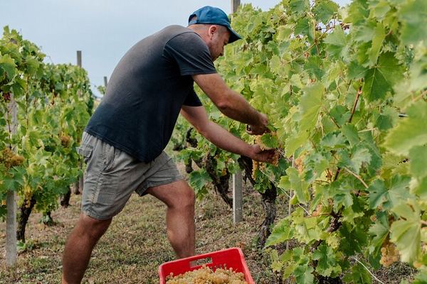 Simone Cerruti Winery near Castiglione Tinella: Vineyard Walk and Six-Wine Tasting