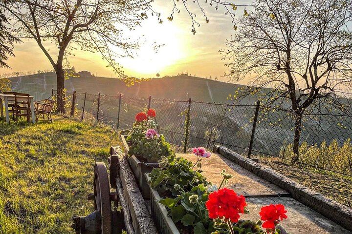 Simone Cerruti Winery near Castiglione Tinella: Vineyard Walk and Six-Wine Tasting (1/12)