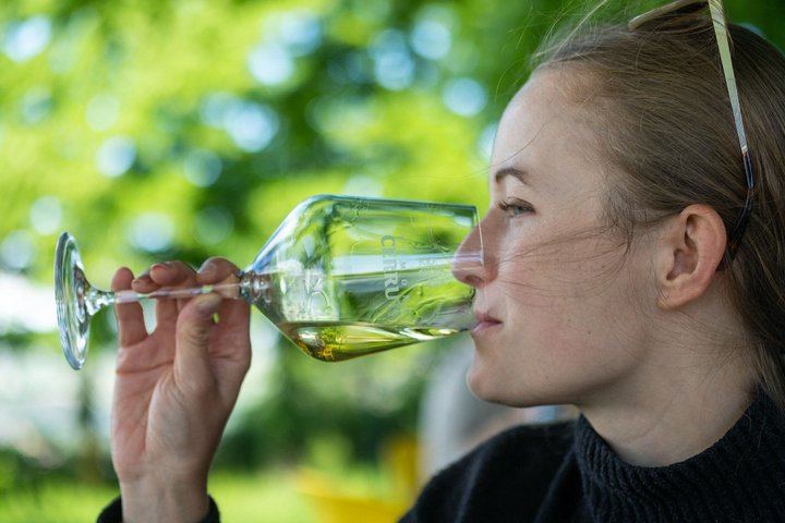 Simone Cerruti Winery near Castiglione Tinella: Vineyard Walk and Six-Wine Tasting (11/12)