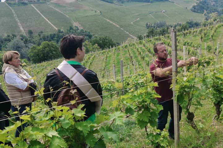 Simone Cerruti Winery near Castiglione Tinella: Vineyard Walk and Six-Wine Tasting (10/12)