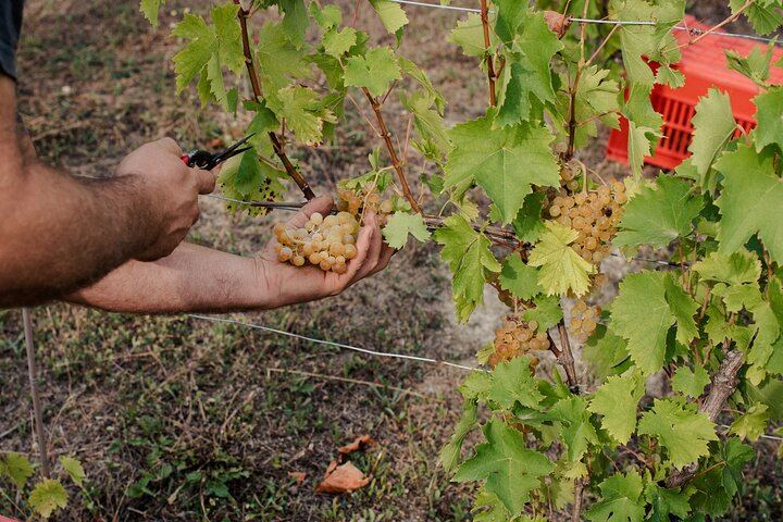Simone Cerruti Winery near Castiglione Tinella: Vineyard Walk and Six-Wine Tasting (2/12)