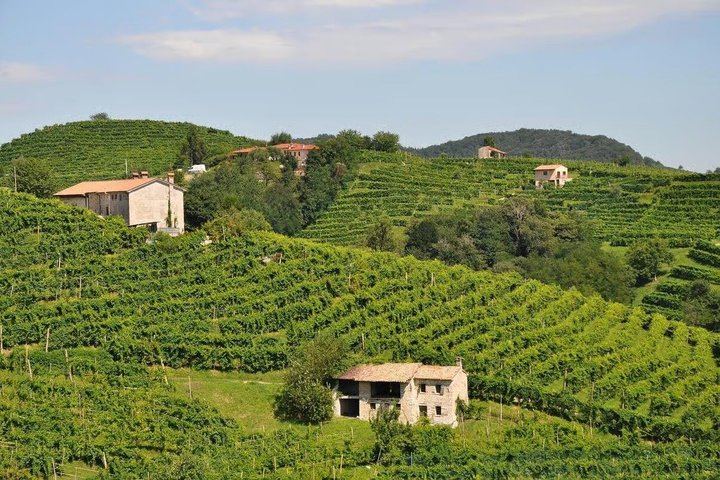 Prosecco Hills Tour from Venice Piazzale Roma: Family Vineyard, Wine Shipping (5/10)