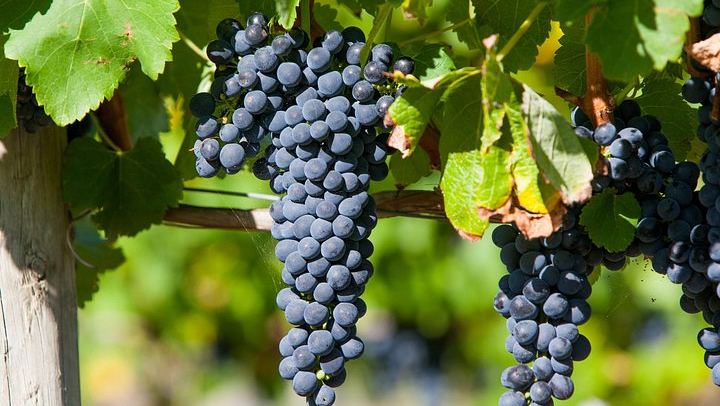 Private Tailored Yarra Valley Wine Day: Pay-Per-Tasting Wineries and Chocolaterie (1/9)