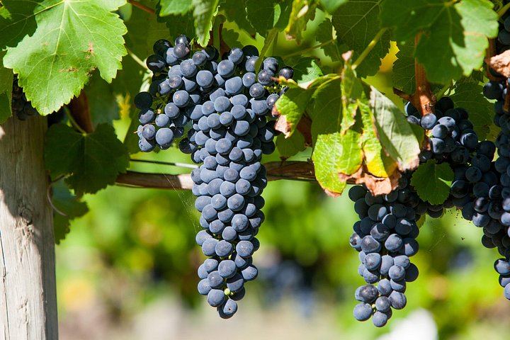 Private Tailored Yarra Valley Wine Day: Pay-Per-Tasting Wineries and Chocolaterie (1/9)