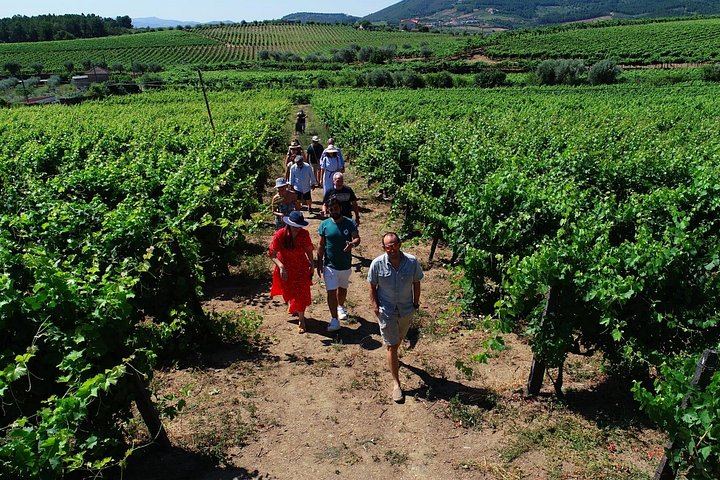 Douro Valley Small Group from Porto: Three Tastings, Sabrosa Lunch, Amarante (11/12)